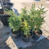 5 2' Evergreen trees