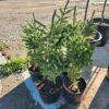 5 2' Evergreen trees