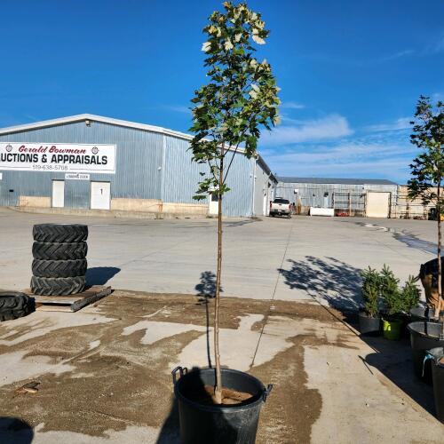 9' Soft Maple tree
