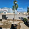 9' Soft Maple tree