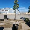 9' Soft Maple tree