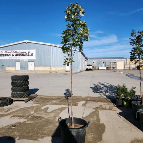 9' Soft Maple tree