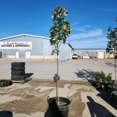 9' Soft Maple tree