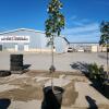 9' Soft Maple tree