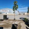 9' Soft Maple tree