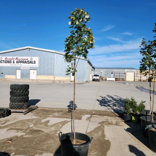 9' Soft Maple tree