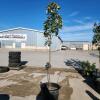 9' Soft Maple tree - 2