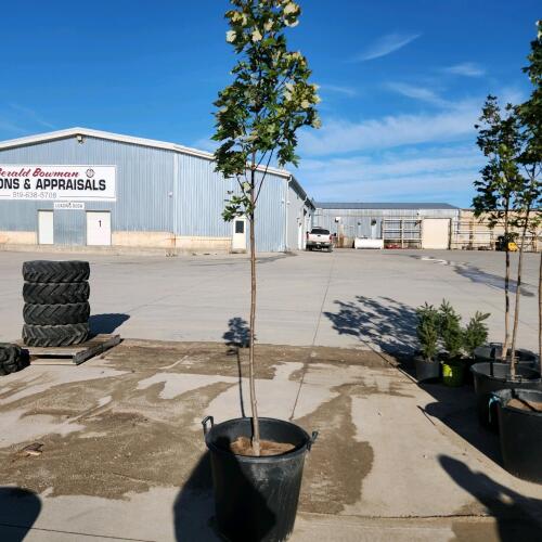 9' Soft Maple tree