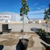 9' Soft Maple tree