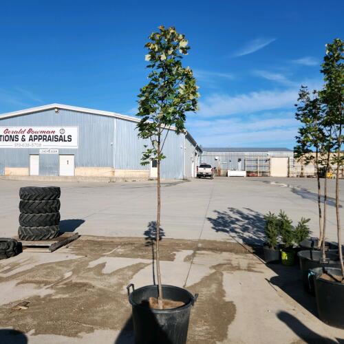 9' Soft Maple tree
