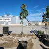 9' Soft Maple tree