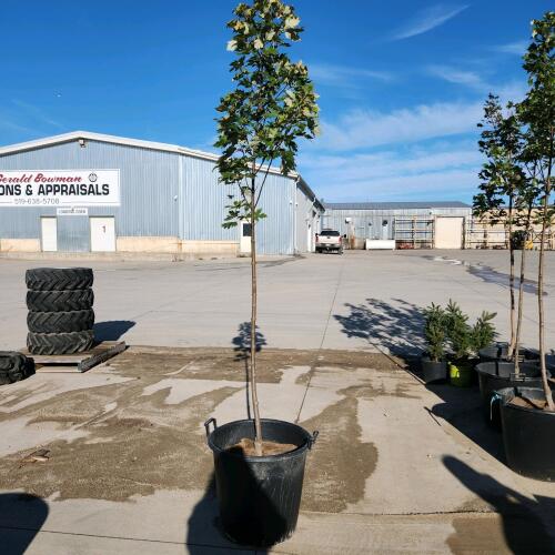 9' Soft Maple tree