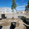 9' Soft Maple tree