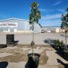 9' Soft Maple tree