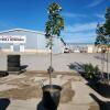 9' Soft Maple tree