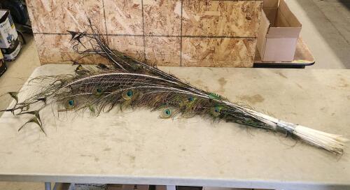 Peacock feathers