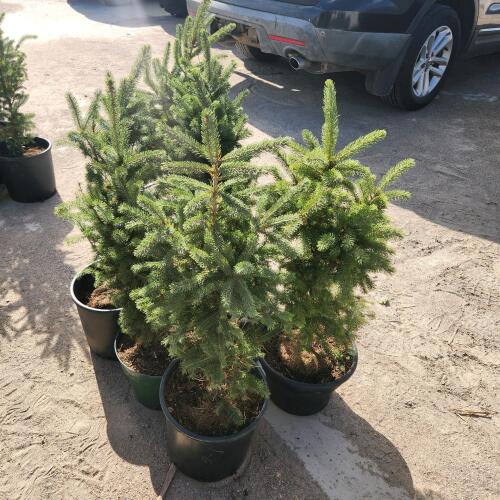 6 2' Evergreen trees