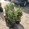 6 2' Evergreen trees