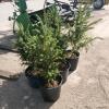 6 2' Evergreen trees