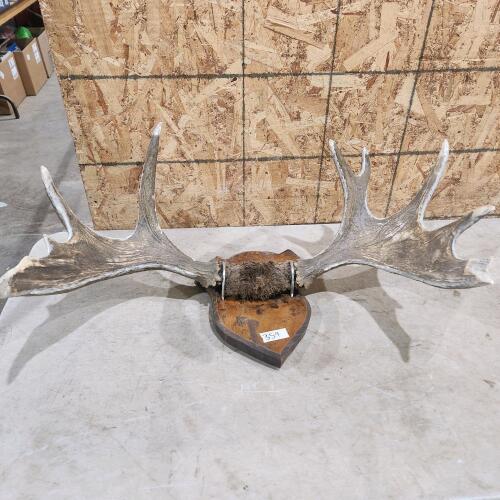 Fake antlers on wall mount