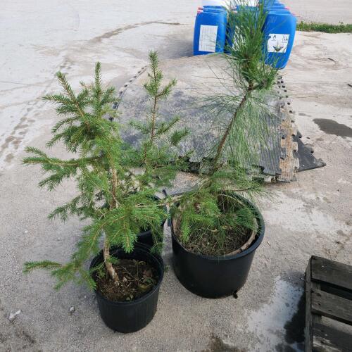 3 3' Evergreen trees