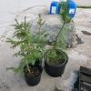 3 3' Evergreen trees
