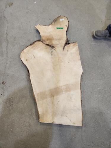 2 Year dried Manitoba Maple 28"W 55"L