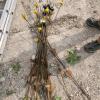 Electric fence posts