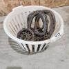 Horse shoes, chains