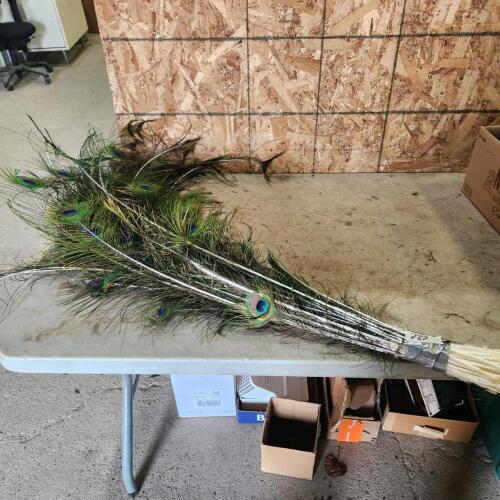 Peacock feathers