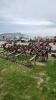 16' Vibrashank cultivator w finger harrows - 2